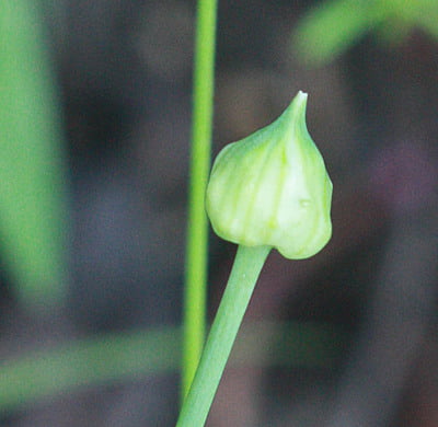 Allium canadense (Meadow garlic)