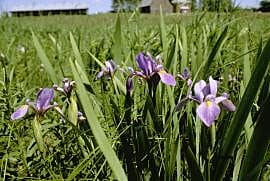 Iris versicolor (Blue flag iris)