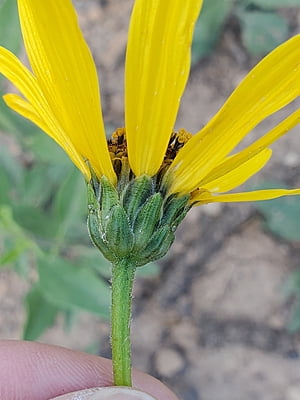 Helianthus pauciflorus (Stiff sunflower)