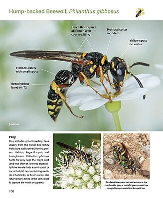 Wasps: A Guide - Heather Holm