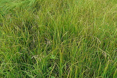 Glyceria striata (Fowl Manna Grass)