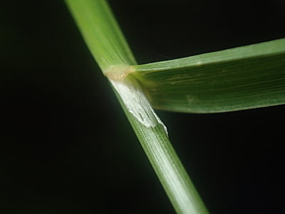 Glyceria striata (Fowl Manna Grass)