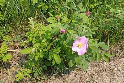 Rosa blanda (Meadow Rose) Seed Packet