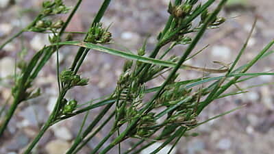 Juncus tenuis (Path rush) Seed 1 Oz.
