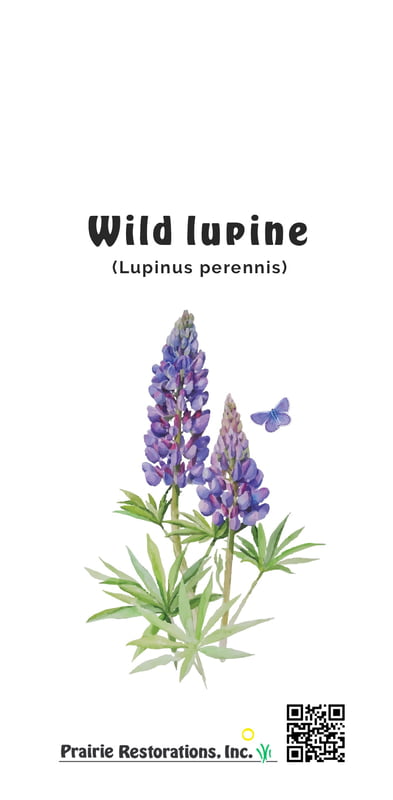 Lupinus perennis (Wild Lupine) Seed