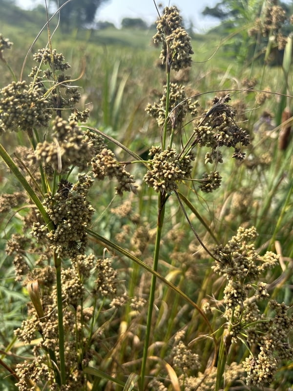 Scirpus cyperinus (Wool grass) Seed