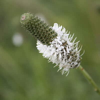 Dalea candida (White prairie clover) 6-pack