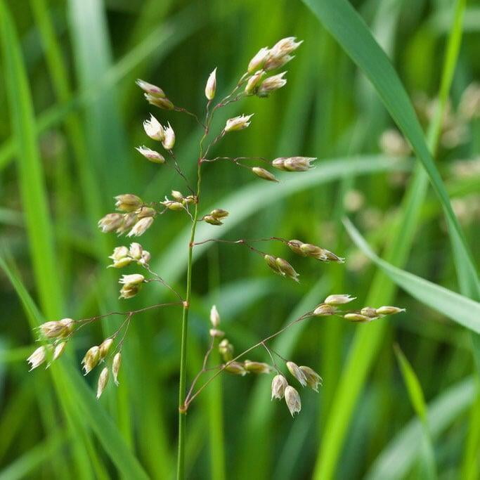 WILDFLOWER SEEDS - Anthoxanthum nitens (Sweet Grass) Wild Flower