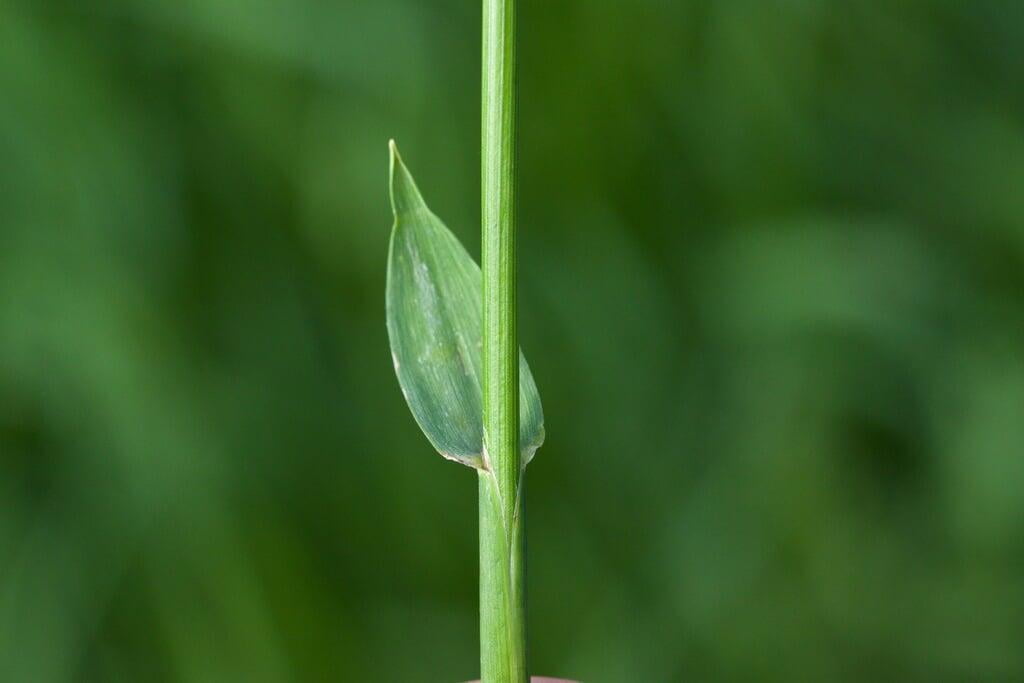 Anthoxanthum hirtum (Sweetgrass): Minnesota Wildflowers