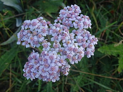 Achillea millefolium (Yarrow) 