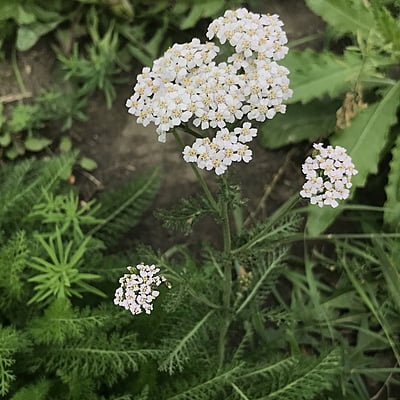 Buy Native Yarrow Seed Online - High-Quality and Organic | Fast Shipping