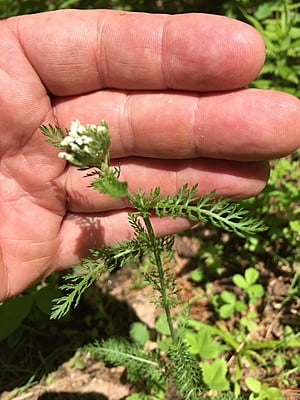 Achillea millefolium (Yarrow) 