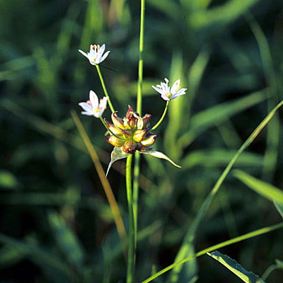 Allium canadense (Meadow garlic)