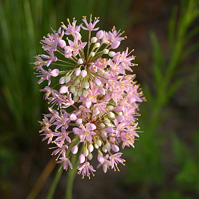 Allium stellatum (Prairie onion)
