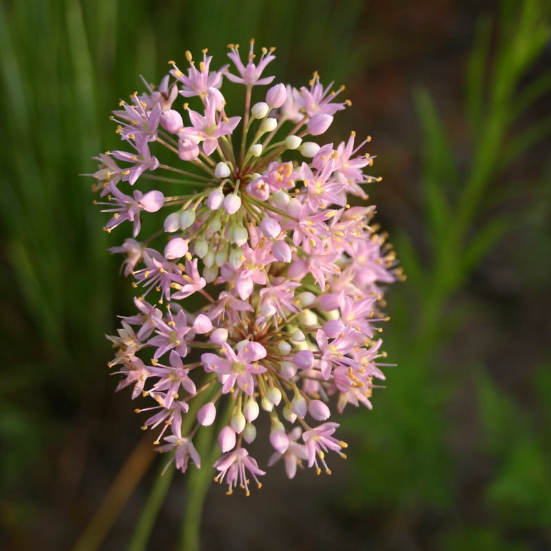 Allium stellatum (Prairie onion)