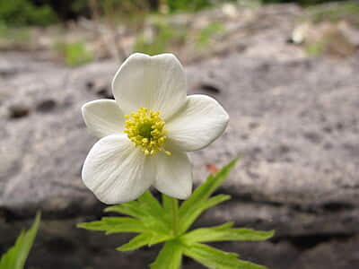 Anemone canadensis (Canada anemone) 6-pack