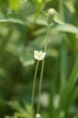 Anemone cylindrical (Thimbleweed)