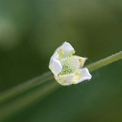 Anemone cylindrical (Thimbleweed)