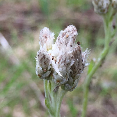 Antennaria neglecta (Pussytoes)
