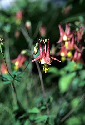 Aquilegia canadensis (Columbine)