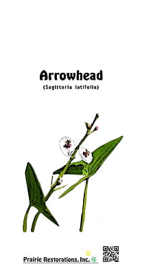 Sagittaria latifolia (Arrowhead) Seed Packet