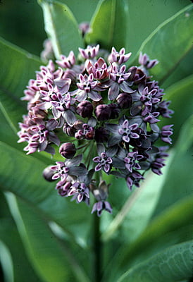 Asclepias syriaca (Common milkweed)