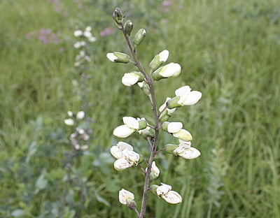 Baptisia lactea (White Wild Indigo)