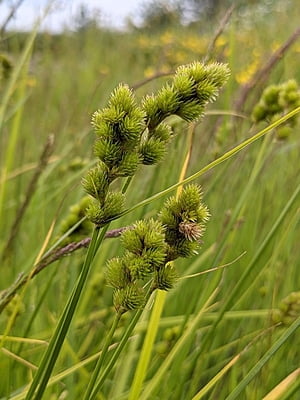 Carex bebbii (Bebb's Sedge)