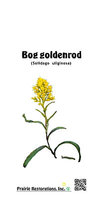 Solidago uliginosa (Bog goldenrod) Seed Packet