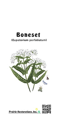 Eupatorium perfoliatum (Boneset) Seed Packet