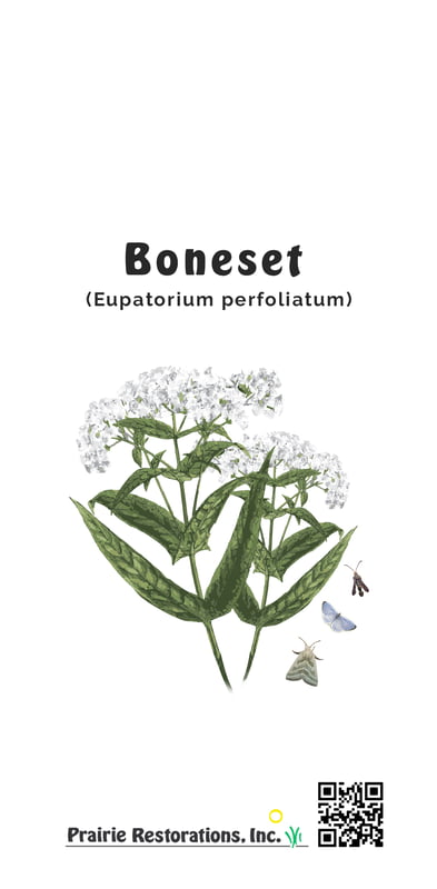 Eupatorium perfoliatum (Boneset) Seed Packet