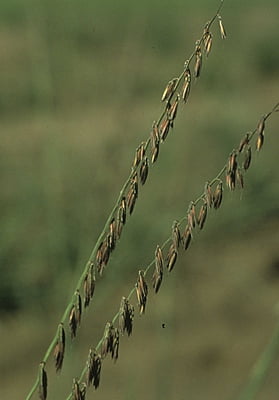 Bouteloua curtipendula Side oats grama