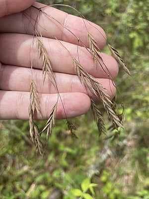 Bromus pubescens (Hairy wood chess)