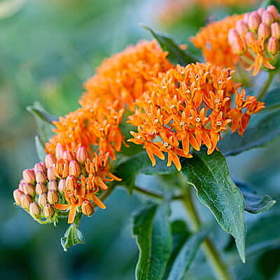 Asclepias tuberosa (Butterfly Weed)