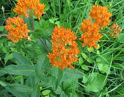 Asclepias tuberosa (Butterfly weed) 6-pack