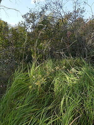 Calamagrostis canadensis (Blue joint grass) 6-pack