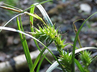 Carex lupulina (Hop sedge)