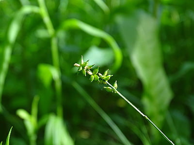 Carex rosea (Rosy sedge)