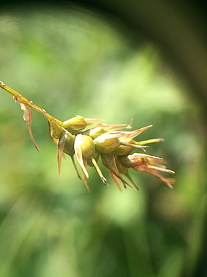 Carex sprengelii (Sprengel's Sedge)