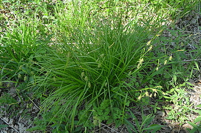 Carex sprengelii (Sprengel's Sedge)