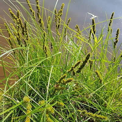Carex vulpinoidea (Fox sedge) 6-pack