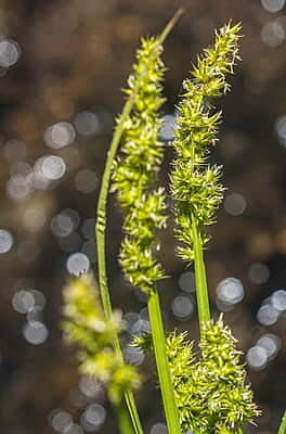 Carex vulpinoidea (Fox sedge) 6-pack