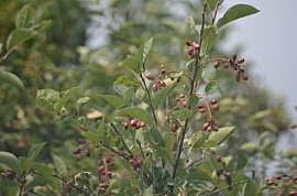 Prunus virginiana (Chokecherry)