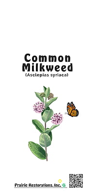 Asclepias syriaca (Common Milkweed) Seed