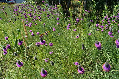 Dalea purpurea (Purple prairie clover)