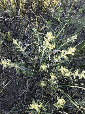 Dalea villosa (Silky prairie clover)