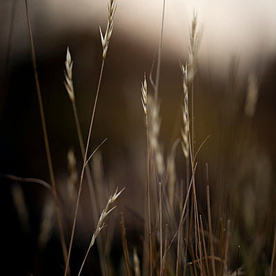 Danthonia spicata (Poverty oat grass)