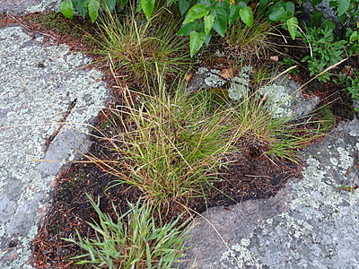 Danthonia spicata (Poverty oat grass)