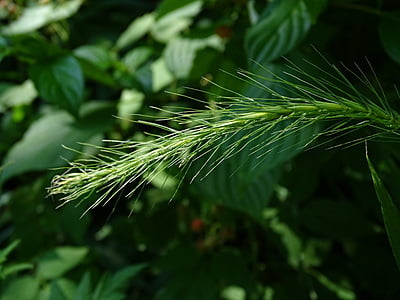 Elymus villosus (Silky wild rye)