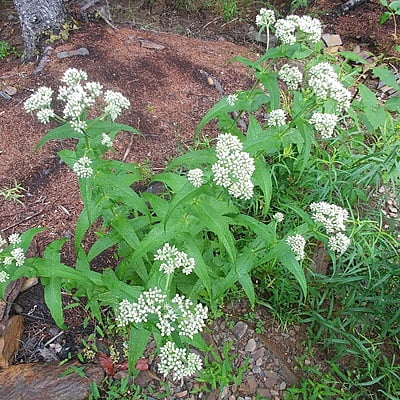 Eupatorium perfoliatum (Boneset)